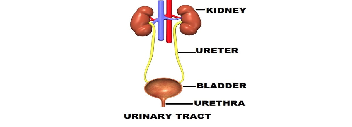 urinary tract infection, यूरिनरी ट्रैक्ट इंफेक्शन