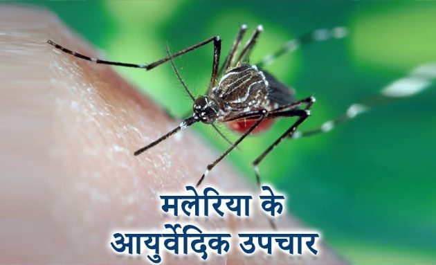 मलेरिया के आयुर्वेदिक उपचार, ayurvedic treatment for malaria