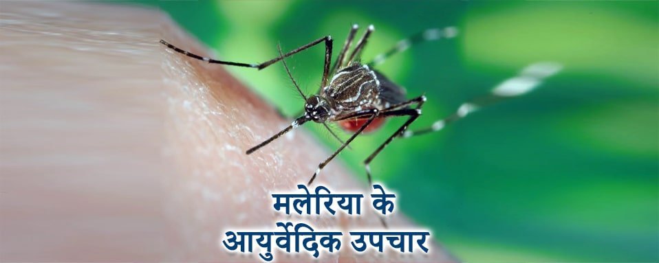 मलेरिया के आयुर्वेदिक उपचार, ayurvedic treatment for malaria